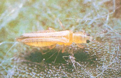 Ergin thrips görünümü.